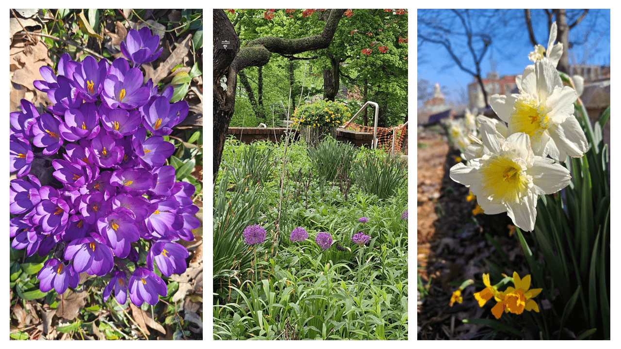 Pictures of purple crocuses and alliums, yellow daffodils, and greenery.